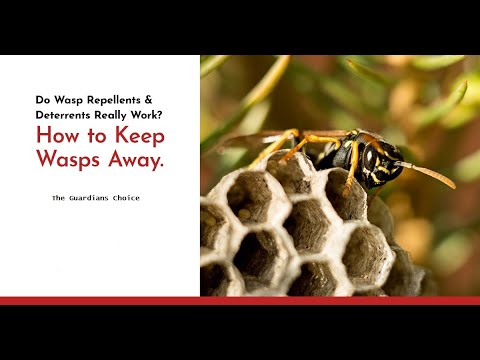 10 Ways to Keep Wasps Away From You and Your House | The Guardians Choice