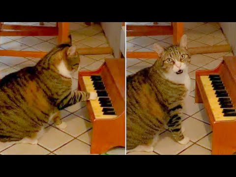 cat play music on different things in home.. funny video😍😍😍