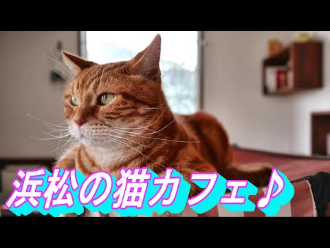 【浜松カフェ】猫がいるカフェ Adagio