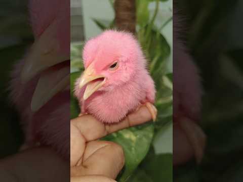 hen chirping 🐣 - Beautiful Video #birds #wildlife #shorts #trending