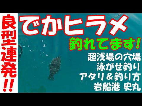 ヒラメ好調！ 浅くてめっちゃ引いて超楽しい！ 穴場的ポイントで良型連発【ヒラメ釣り】【泳がせ釣り】