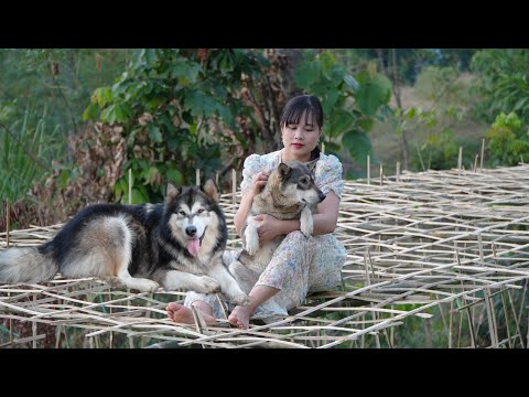 How I make a bamboo gourd trellis for a climbing gourd garden. Vietnamese girl