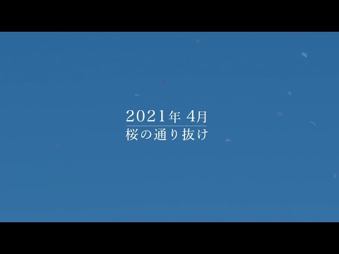 令和３年 造幣局「桜の通り抜け」（2021年4月撮影）