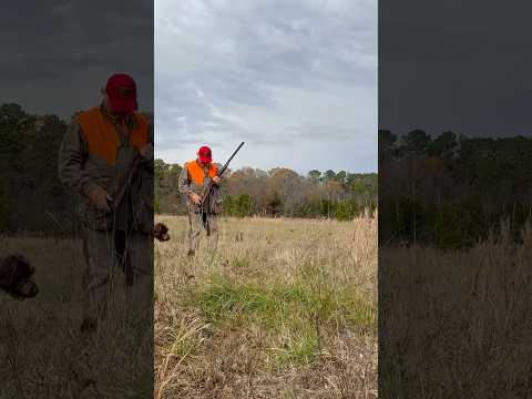 Quail cannot outrun a German wirehaired pointer #hunting