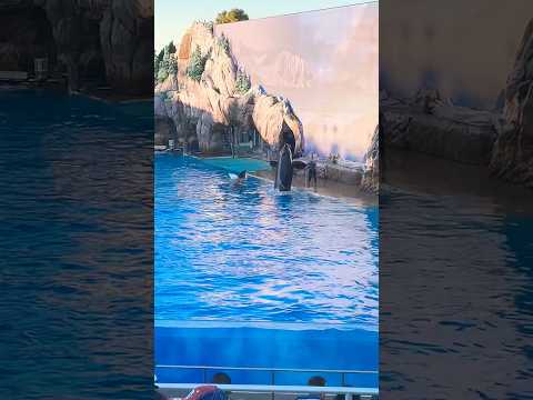 🐳 Orca Encounter | SeaWorld San Diego #shorts