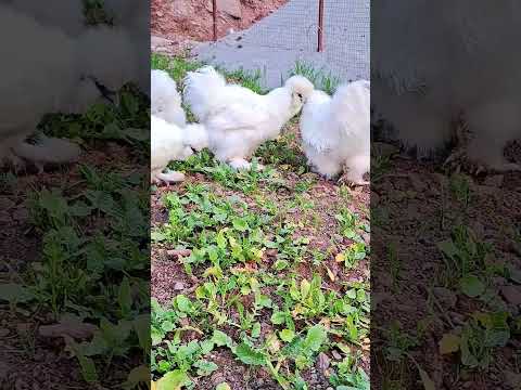 White Silkie Ring Bird| Breeder Set for Sale| #fjfarms #silkiechicken #ringbirds #forsale #quality