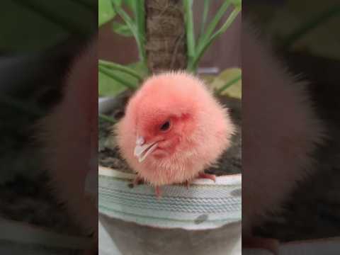 Cute chicks colorful chirping - baby chicken #colorfulchick #cuteanimals  #birds #youtubeshorts