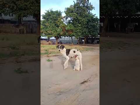 cutes dog and pupupy🥰 #short #youtubeshorts #short  #youtubereel #reels