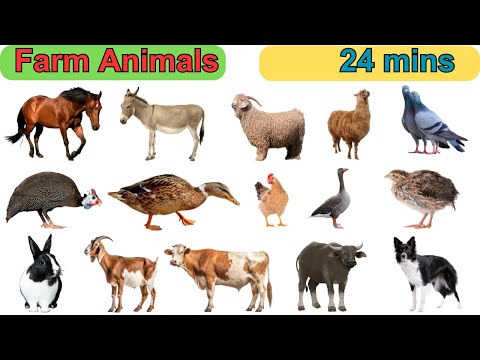 100 Farm Animals with pictures |  Kids Vocabulary | English Sentences | #AnimalsForKids #forkids