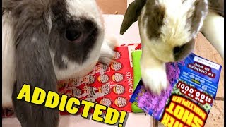 Bunny Scratches Lottery Tickets