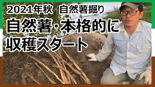 【自然薯栽培】じねんじょ本格的に収穫スタート