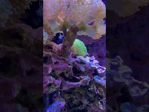 Aquarium MTP #0001 #aquarium #marinetank #reefaquarium #reef #update #tank #fishtank #coralreef