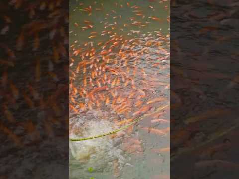 Fish pond red tilapia #fish #tilapia #fishpond #aquarium