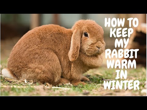 How To Keep My Rabbit Warm In Winter