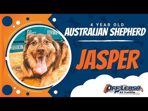 Australian Shepard ,4 Years Old, Jasper | Best Dog Trainers Northern VA,  | Off Leash K9