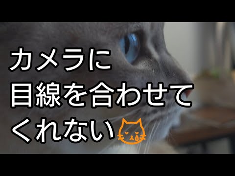 猫あるある！？カメラに目線を合わせてくれない😿#shorts