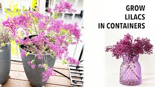 Grow Lilacs in containers | Shrubs in containers | Bloomerang Lilac