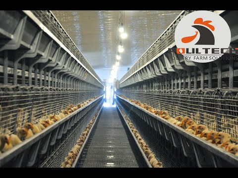 100 THOUSAND Pullets Modern Farming Farm Day Old Chicks H Type Cage For Pullet Farm