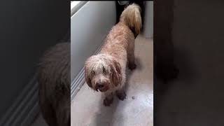 dirty wet poo #cockapoo #dog #dirtydog #wetdog #maxthedog #dogbath #shorts