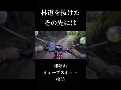 【閲覧注意】林道を抜けた先 #shorts