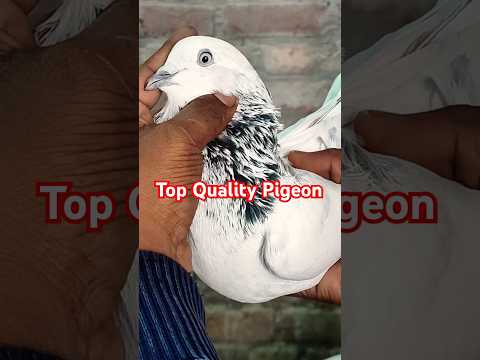 Top High Flying Pigeons !! #pigeonvideo #youtubeshorts #highflyingpigeons #pigeonstatus