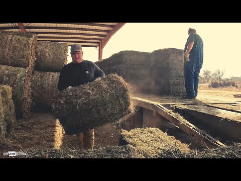 THE LAST OF THE HAY