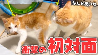 保護された子猫がついに先住猫と初対面したら衝撃の展開になりました…！！