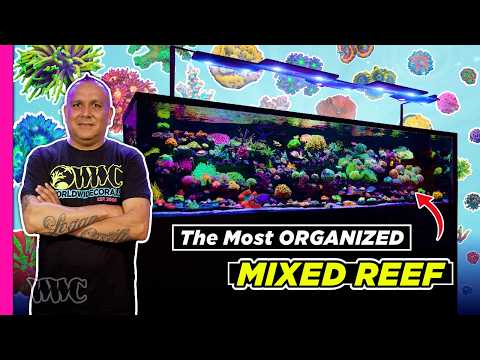 You Cannot Get a Mixed Reef as Organized as This! | 300 Gallons Tank