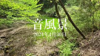 【音風景】朝の雑木林【野鳥の鳴き声】