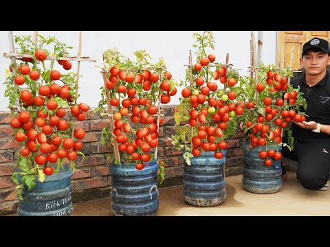 Grow CRAZY Amounts Of Tomatoes Year Round!