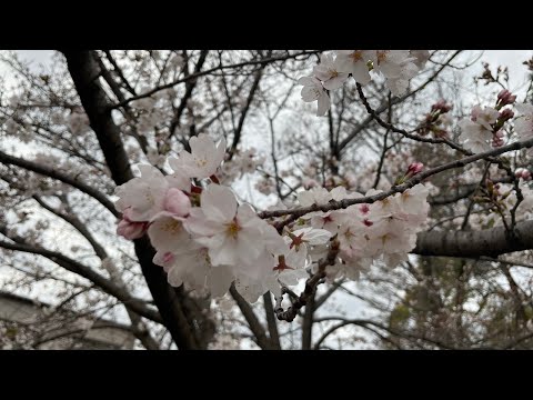 桜は好きですか？