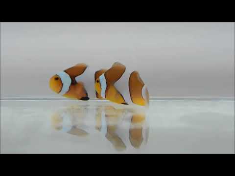 人工焦糖公子小丑Caramel Ocellaris Clownfish（Captive-Bred） use3k