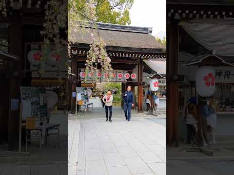 📍Hirano-jinja Shrine, kyoto🇯🇵 #japantrip #japantravel #kyototrip #kyototemple #shorts