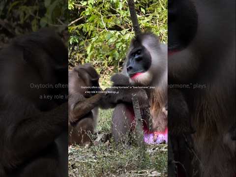 grooming, primates experience a soothingsense of relaxation #wildlife #youtube #education #grooming