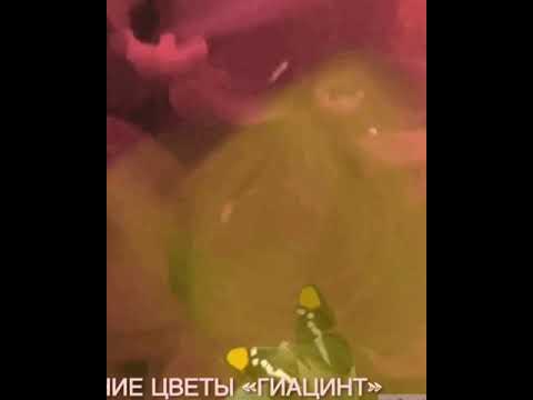 МУЗЫКАЛЬНАЯ_ВИДЕО_ОТКРЫТКА#ЦВЕТЫ#ПОЛОЖИТЕЛЬНЫЕ_ЭМОЦИИ