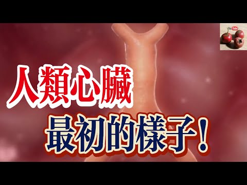 【億點科普】人類心臟最原始的樣子！如何從一根管演變成心髒的？【有億思】#科普 #探索 #科學