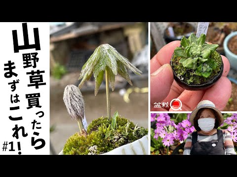 How to make wild grass bonsai smaller [Bonsai Q]