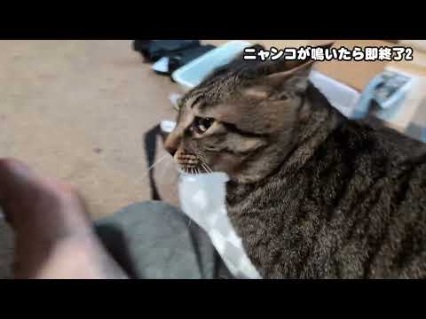 【猫】ニャンコが鳴いたら即終了2