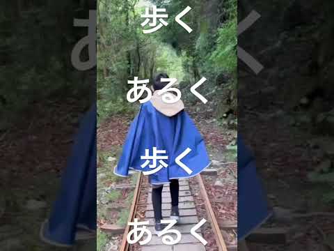 【屋久島】縄文杉への道　#shorts