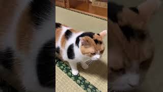 【三毛猫】癒しの声