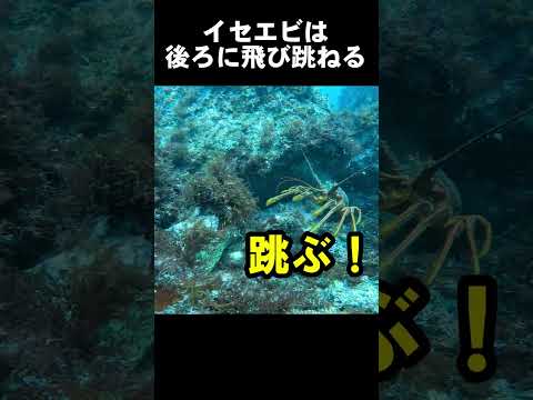 イセエビのバック　#水中映像 #伊勢海老 #バック @aquaticpro