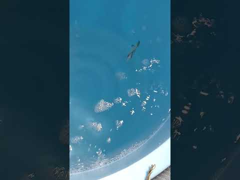 【 #沖縄美ら海水族館 バックヤード】#寄生虫 がついた魚をつつく #クリーニングフィッシュ