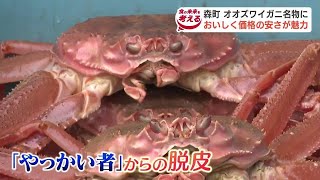 網を壊す「やっかい者」だったオオズワイガニ　ここ数年で大きく成長し“売れる”カニに！老舗寿司店ではにぎりや甲羅焼きで登場　北海道森町