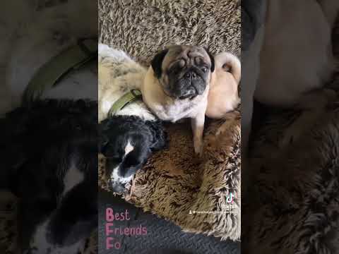 #bestfriend #pug #spaniel #doglover #dogshorts #vlogtober #vlog6 #bff #momdog #friendship