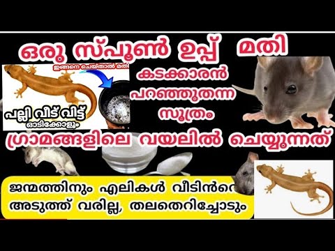 എലി ശല്യം ഒഴിവാക്കാൻ ഒരു സൂത്രം / പല്ലിയെ തുരത്താൻ ഒരു വിദ്യ palli eli perichazi ennivaye thurathan