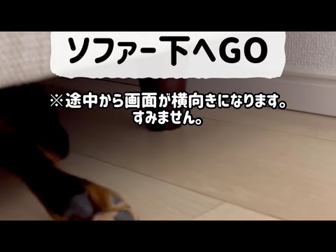 【ソファー下へGO】ちょ、ちょっと待ってろよ！　#shorts #dog #犬