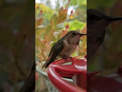 Hummers enjoy fresh nectar at feeder