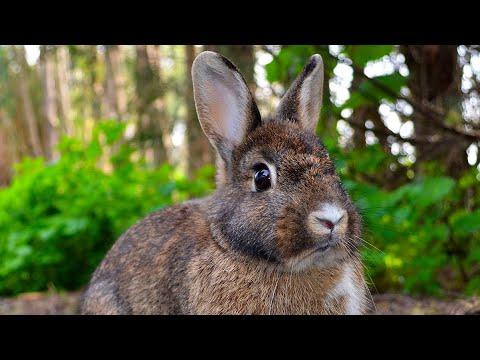 The Journey to save a friend in the forest #shorts