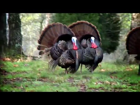 Turkey Kills to Rock & Roll Music | Knight & Hale