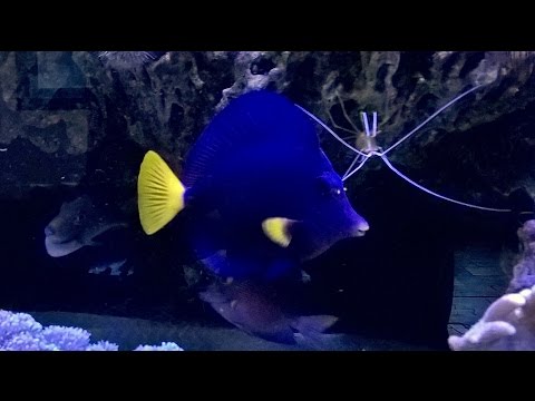 Keeping a Purple Tang